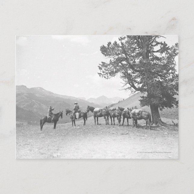Postal Hombres con caballos de compañía mirando sobre una (Anverso)