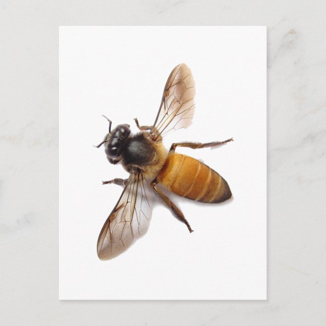 Postal Honey Bee (Anverso)