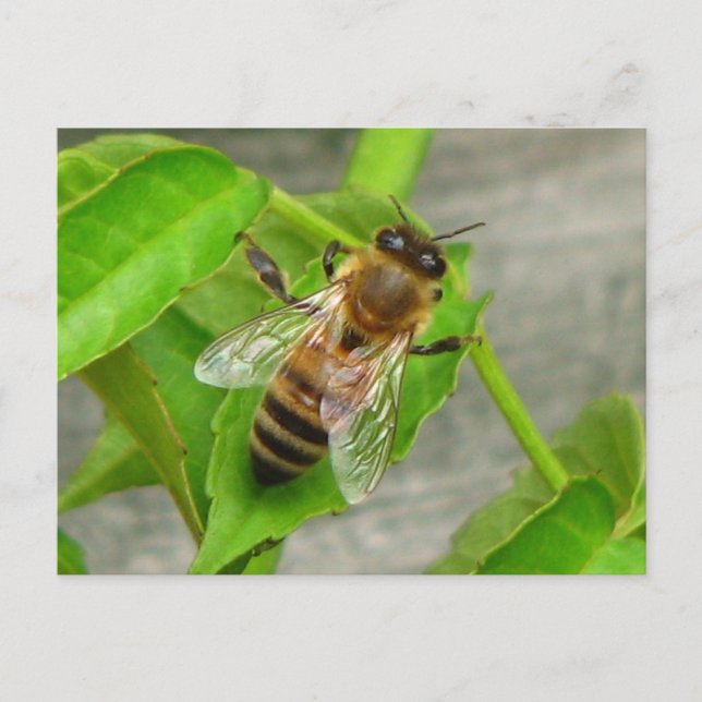 Postal Honey Bee (Anverso)