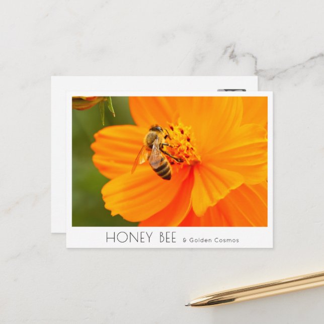 Postal Honey Bee & Golden Cosmos (Anverso/Reverso In Situ)