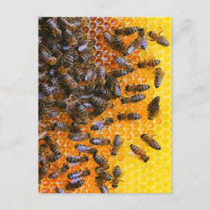 POSTAL HONEY BEES