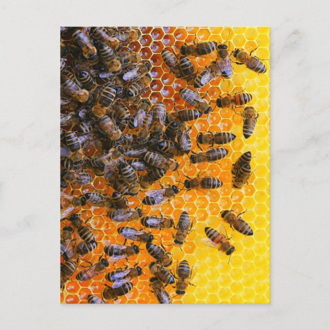 POSTAL HONEY BEES (Anverso)