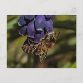 Postal Honeybee disfruta de una flor azul oscuro