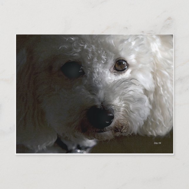 Postal Honeycakes (Anverso)