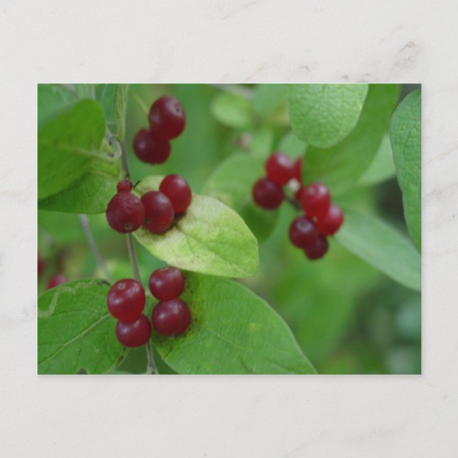 Postal Honeysuckle Berries (Anverso)