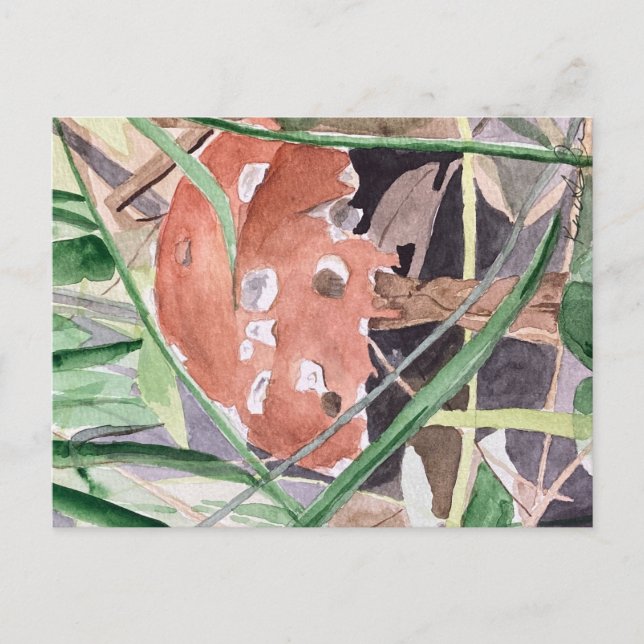 Postal hongo (Anverso)