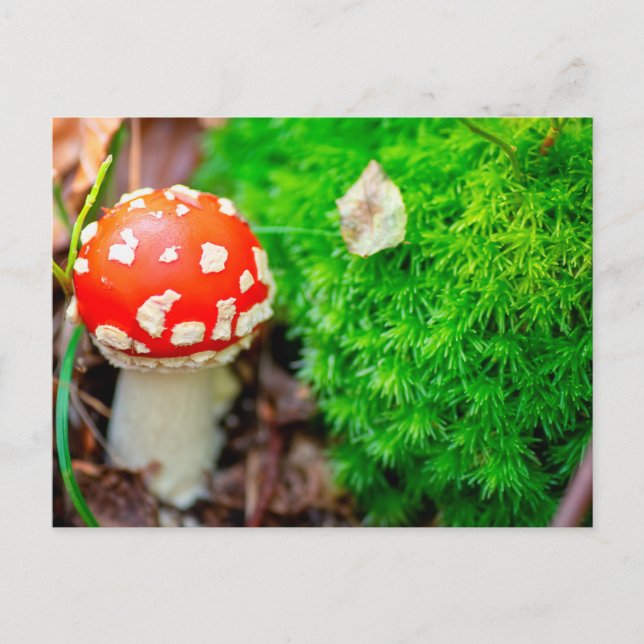 Postal Hongo fly agaric (Anverso)