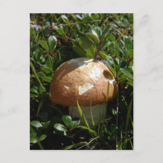 Postal Hongo King Boletus, isla Unalaska