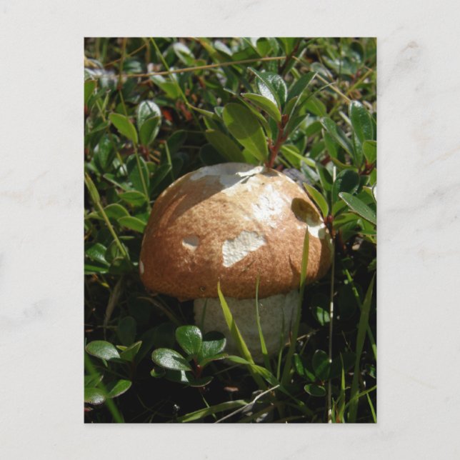 Postal Hongo King Boletus, isla Unalaska (Anverso)