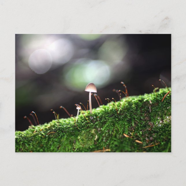 Postal Hongo solitario (Anverso)