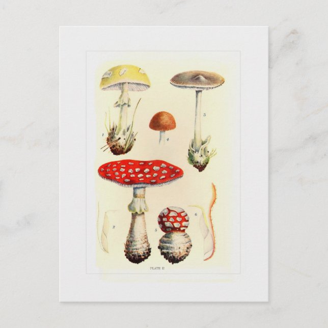 Postal Hongos (Anverso)