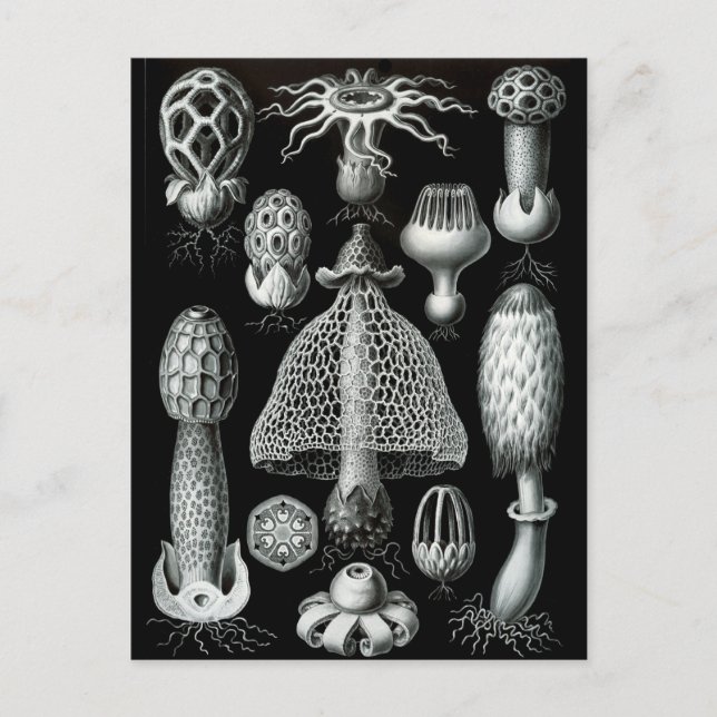 Postal Hongos (Anverso)