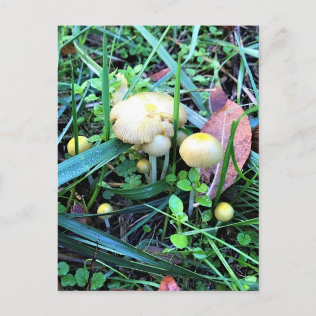 Postal Hongos amarillos lindos, Oregon (Anverso)