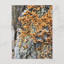 Postal hongos de árbol