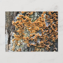 Postal hongos de árbol