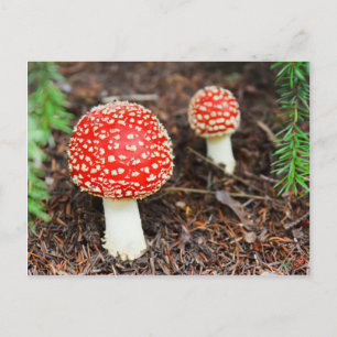 Postal Hongos de Fly agaric