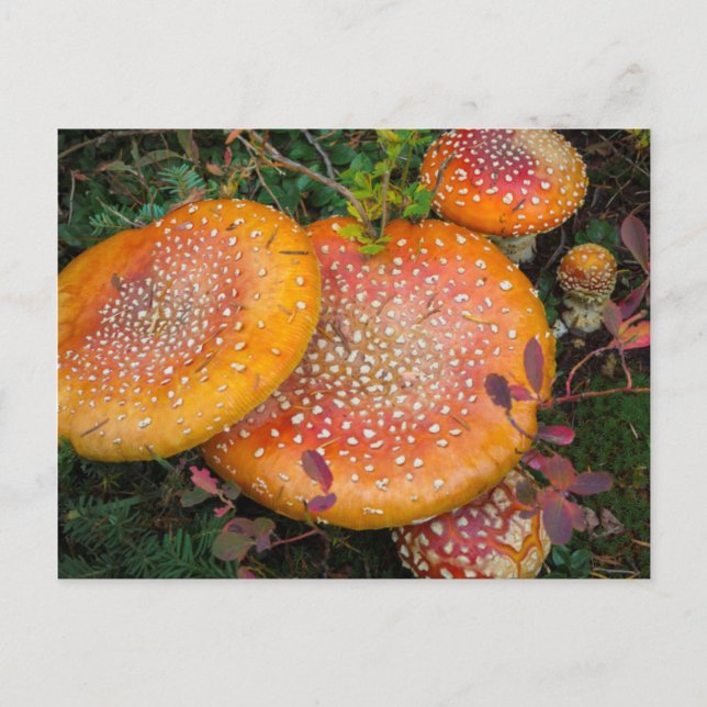 Postal Hongos de Fly agaric en el lago Mowich (Anverso)