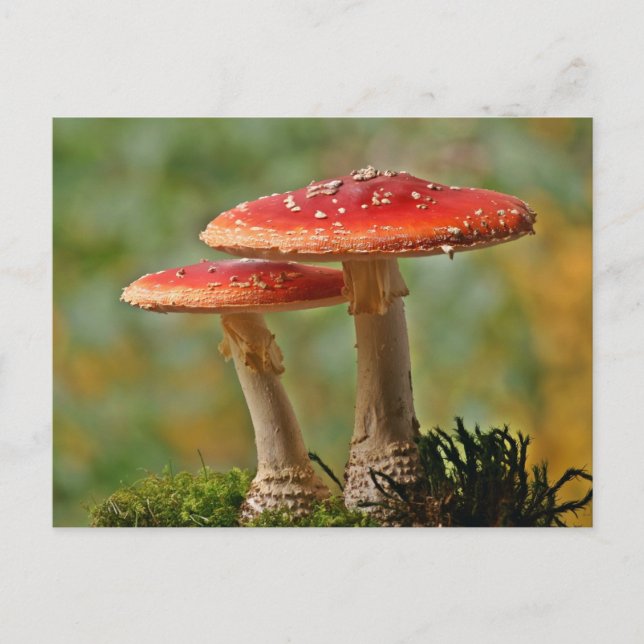 Postal Hongos de mosca (Anverso)