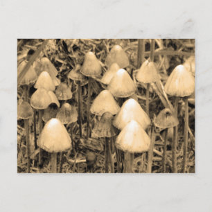 Postal Hongos en sepia
