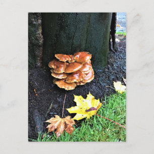 Postal Hongos en un árbol, Oregón