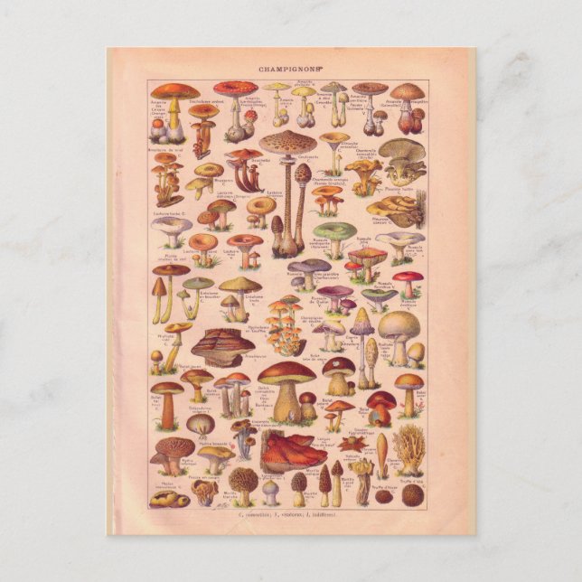 Postal Hongos históricos vintage (Anverso)