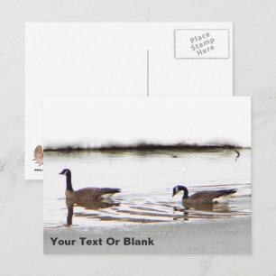 Postal Honkers - Canadá Geese