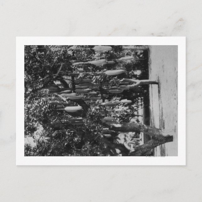 Postal Honolulu, HI - Universidad de Hawaii (Anverso)