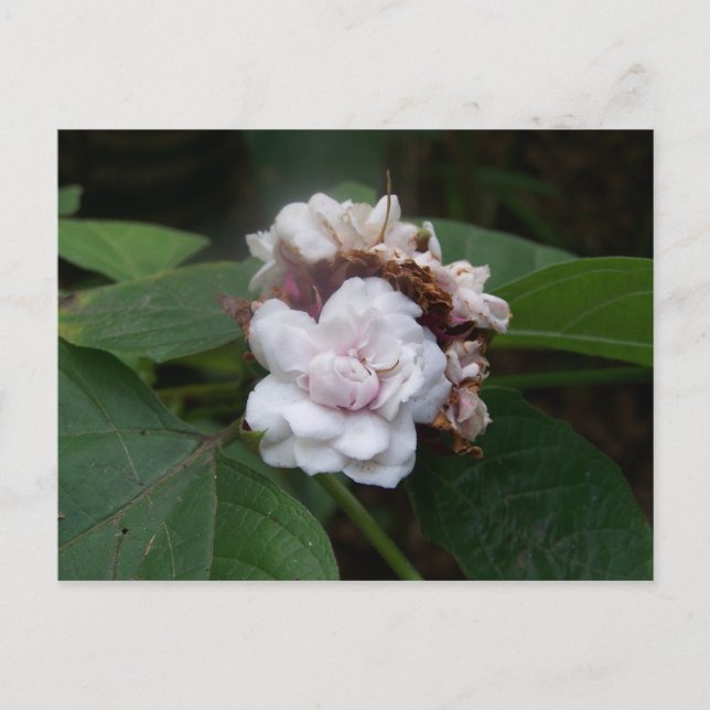 Postal Honolulu Rosa (Anverso)