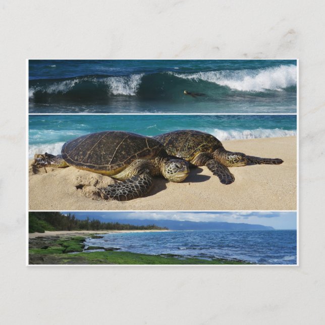 Postal Honu, Tortuga del Mar Verde de Hawái, Oahu, costa  (Anverso)