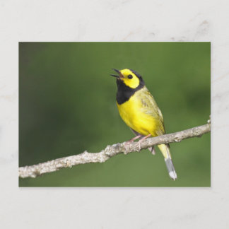 Postal Hooded Warbler