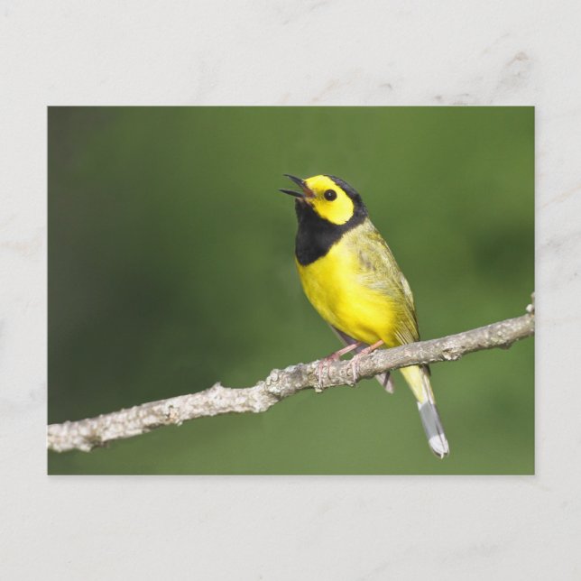 Postal Hooded Warbler (Anverso)