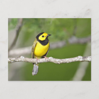 Postal Hooded Warbler