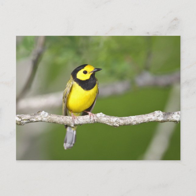 Postal Hooded Warbler (Anverso)