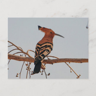 Postal Hoopoe