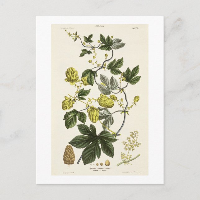 Postal Hop Vine, de 'The Young Landsman', publicó Vie (Anverso)