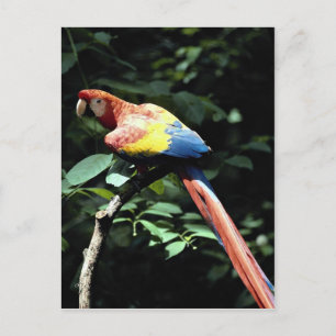 Postal Hopa escarlata