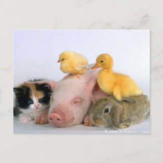 Postal Hora de la Nap para los Animales