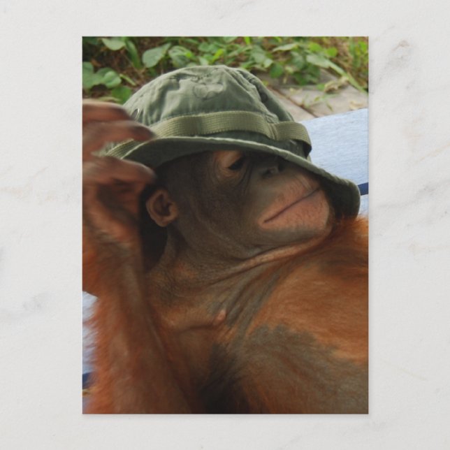 Postal Hora de la Napa del Bebé Animal (Anverso)