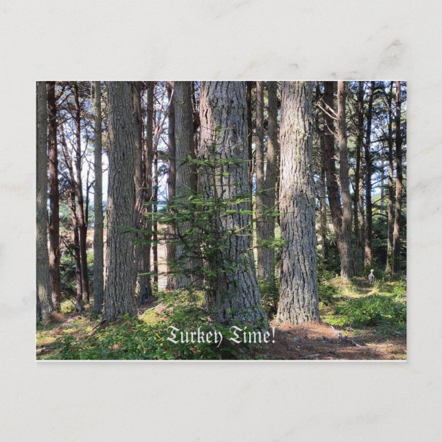 Postal ¡Hora de Turquía! (Anverso)