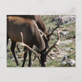 Postal Hora del almuerzo