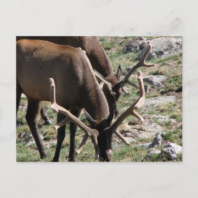 Postal Hora del almuerzo (Anverso)