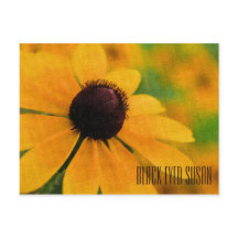 Postal horizontal de Black Eyed Susan