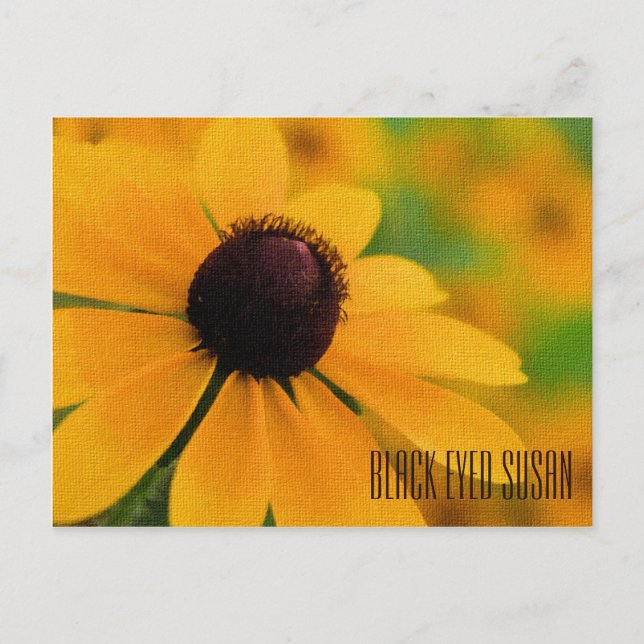 Postal horizontal de Black Eyed Susan (Anverso)