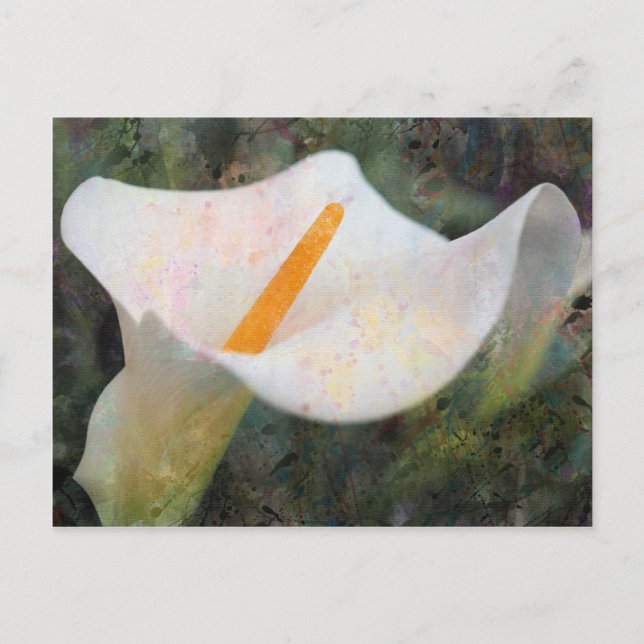 Postal horizontal de Calla Lily pintada (Anverso)