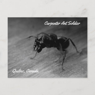 Postal Hormiga Carpintera Negra Soldado Postura Agresiva