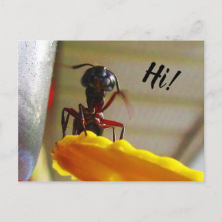 Postal Hormiga de carpintero grande saludando