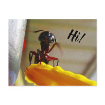 Hormiga de carpintero grande saludando