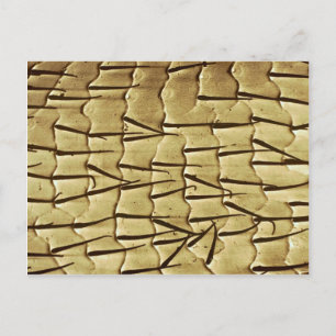 Postal Hormiga - pierna delantera