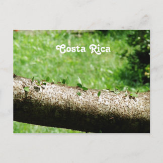 Postal Hormigas cortadoras de hojas en Costa Rica