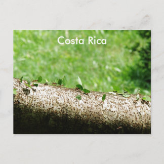 Postal Hormigas cortadoras de hojas en Costa Rica